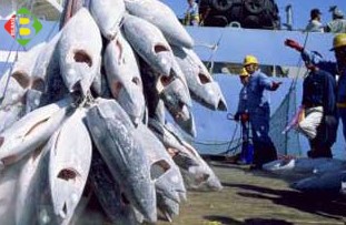Pêche : Les secteurs de la pêche et de L’aquaculture… 