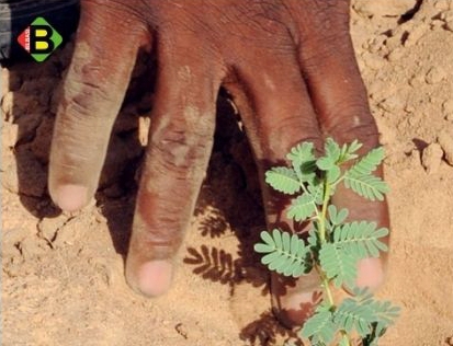 Contre la dÃ©sertification au Sahel, le CIO veut planter une Â« forÃªt olympique Â» de 355 000 arbres