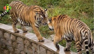 Maroc : deux nouveaux tigres dans le zoo de Rabat