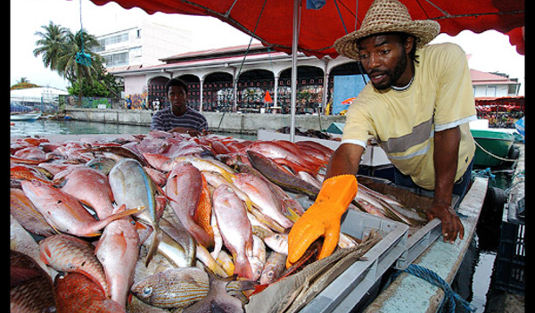  Soixante-dix tonnes de poisson offert aux wilayas : Néma, Kaédi, Boghé, Rosso et Kiffa